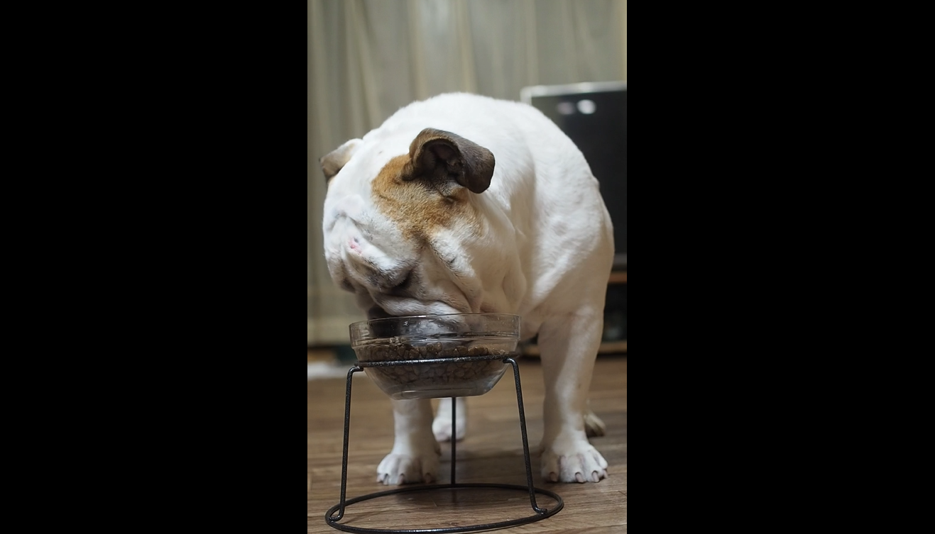 ネルソンズ ドッグフード 全犬種 全年齢 対応